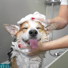 Pet Shampoo
