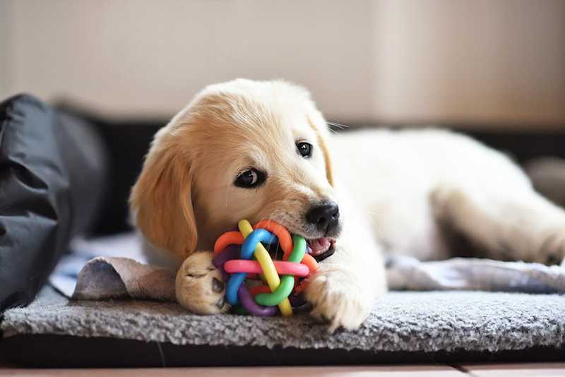 Dog & Cat Toys