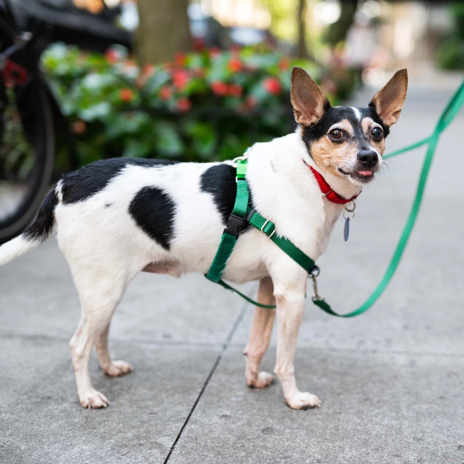 Leashes