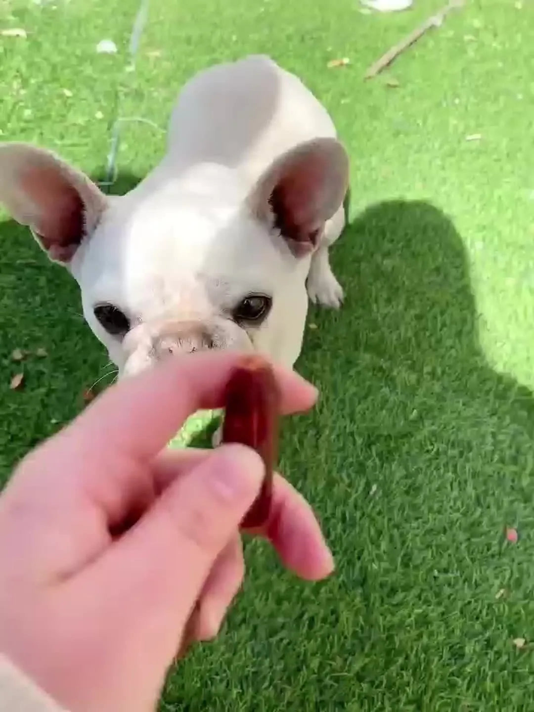 Duck And Chicken Sausages for Dogs - Treats Suitable for Small, Medium, And Large Breeds - Crafted from Fresh Meat And Nutritious, High-Protein Ingredients, Ideal for Positive Reinforcement Training